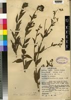 Plant Science Collection